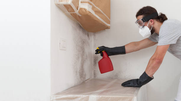 Professional Basement Mold Removal technician working in Huntington, NY